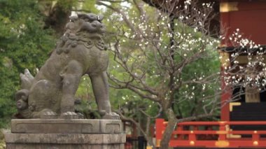 Nezu tapınak koruyucu köpek Komainu tam atış standart odak Tokyo. / Onun Tokyo geleneksel bir konumda. fotoğraf makinesi: Canon Eos 7d