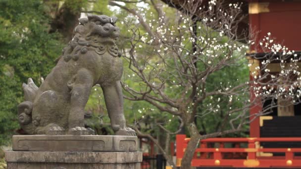 Собака Komainu Охраняющая Святыню Нэдзу Полностью Сфокусирована Токио Традиционное Место — стоковое видео
