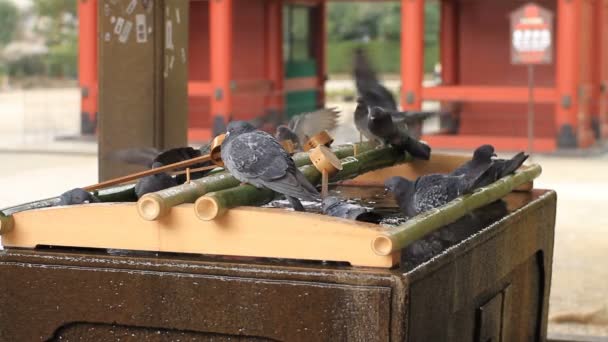 Paloma Santuario Nezu Chozuya Tiro Largo Enfoque Estándar Tokio Una — Vídeos de Stock