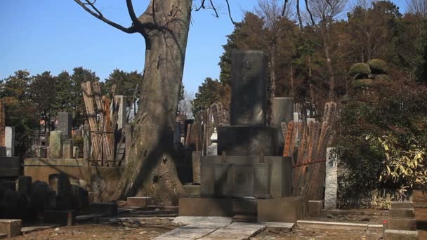 東京豪徳寺で木のミドル ショットで墓 東京で伝統的な場所 カメラ キヤノン Eos — ストック動画
