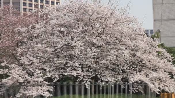 Pohon Ceri Tembakan Panjang Taman Hamarikyuu Its Lokasi Alam Tokyo — Stok Video