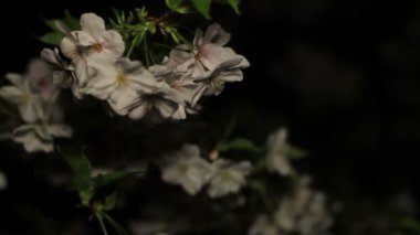 Inokashira Park'ta gece kiraz çiçeği / onun Tokyo şehir konum. fotoğraf makinesi: Canon Eos 7d