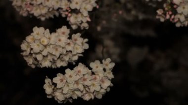Inokashira Park'ta gece kiraz çiçeği / onun Tokyo şehir konum. fotoğraf makinesi: Canon Eos 7d