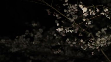 Inokashira Park'ta gece kiraz çiçeği / onun Tokyo şehir konum. fotoğraf makinesi: Canon Eos 7d