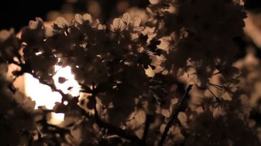 Inokashira Park'ta gece kiraz çiçeği / onun Tokyo şehir konum. fotoğraf makinesi: Canon Eos 7d
