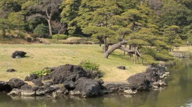 Çam ağacının yanında lake orta derin odak Hamarikyuu Park'ta vurdu. / Onun Tokyo doğa konum. fotoğraf makinesi: Canon Eos 7d