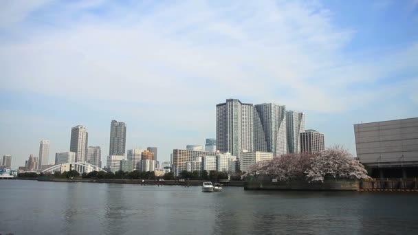 Cherry Tree Buildings Wide Shot Hamarikyuu Park Its Nature Location — Stock Video