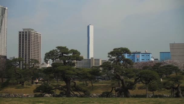 Pino Detrás Edificios Largo Alcance Parque Hamarikyuu Lugar Natural Tokio — Vídeo de stock