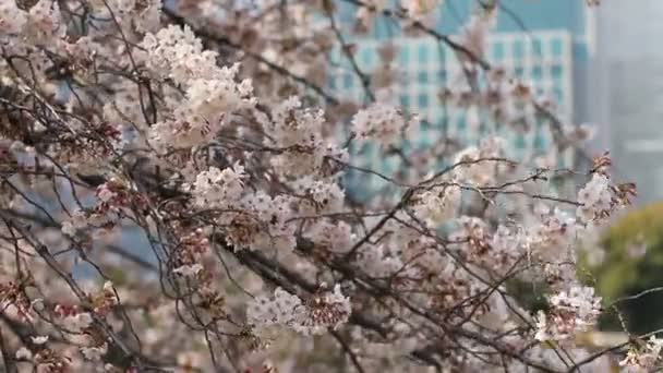 Вишневое Дерево Рядом Сильным Ветром Парке Хамарикю Природное Место Токио — стоковое видео