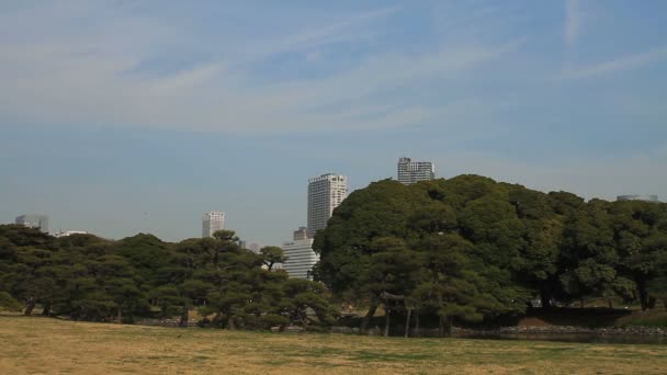広い建物裏手の広場は 浜離宮入園パークで撮影 その自然の地東京 カメラ キヤノン Eos — ストック動画