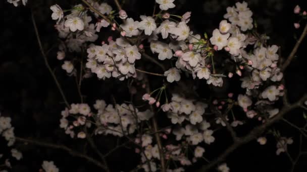 Třešňový Květ Noci Parku Inokashira Jeho Umístění Města Tokiu Fotoaparát — Stock video