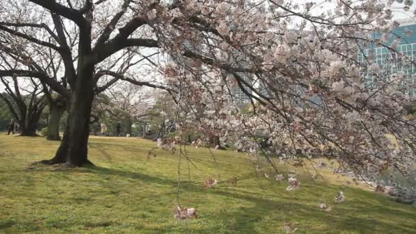 Вишня Посередине Выстрелила Мягким Ветром Парке Хамарикю Природное Место Токио — стоковое видео