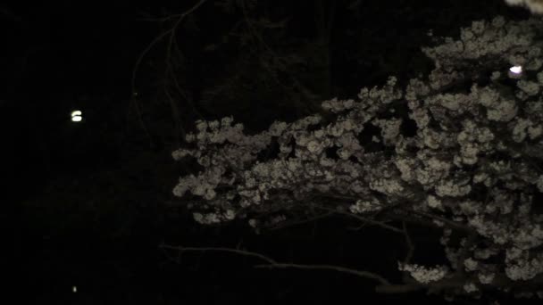 Flor Cerezo Por Noche Parque Inokashira Lugar Ciudad Tokio Cámara — Vídeos de Stock