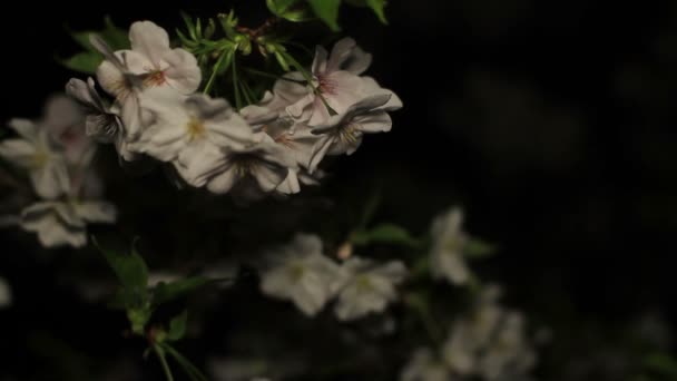Třešňový Květ Noci Parku Inokashira Jeho Umístění Města Tokiu Fotoaparát — Stock video