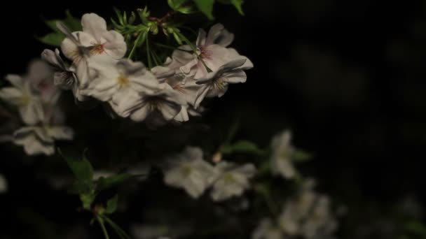 Flor Cerejeira Noite Parque Inokashira Uma Localização Cidade Tóquio Câmera — Vídeo de Stock