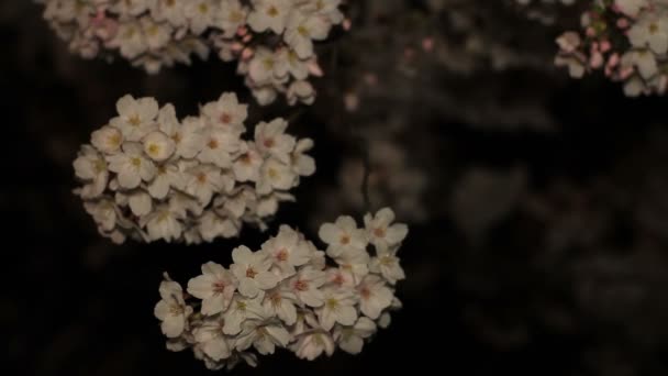 樱花在晚上在京王井公园 它在东京的城市位置 摄像头 Eos — 图库视频影像