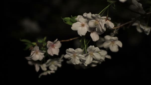 Flor Cerezo Por Noche Parque Inokashira Lugar Ciudad Tokio Cámara — Vídeos de Stock