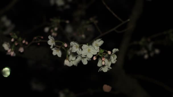 Flor Cerezo Por Noche Parque Inokashira Lugar Ciudad Tokio Cámara — Vídeo de stock