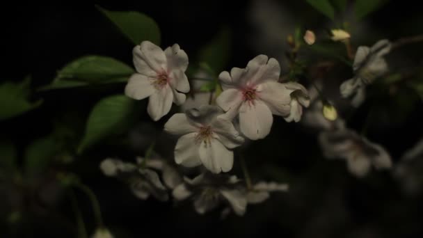 Flor Cerezo Por Noche Parque Inokashira Lugar Ciudad Tokio Cámara — Vídeos de Stock