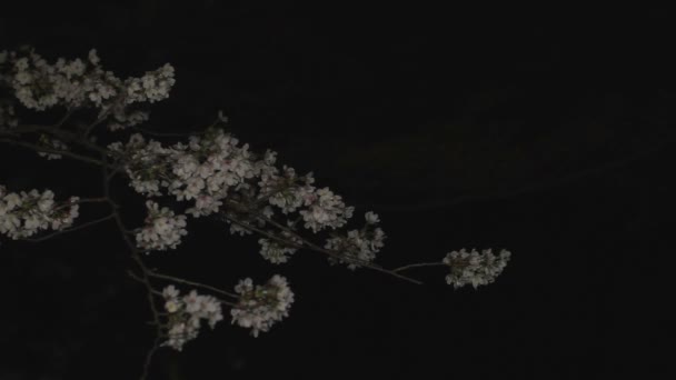Třešňový Květ Noci Parku Inokashira Jeho Umístění Města Tokiu Fotoaparát — Stock video