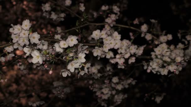 Flor Cerejeira Noite Parque Inokashira Uma Localização Cidade Tóquio Câmera — Vídeo de Stock