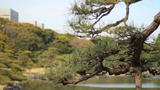 湖后的松树关闭拍摄浅焦点在 Hamarikyuu 它在东京的自然位置 摄像头 Eos — 图库视频影像