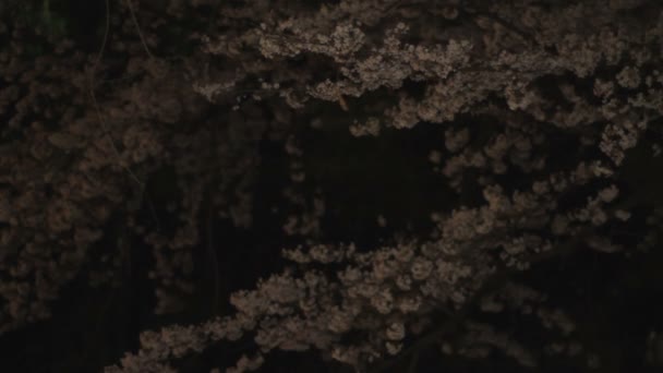 Fiori Ciliegio Notte Parco Inokashira Una Posizione Della Città Tokyo — Video Stock