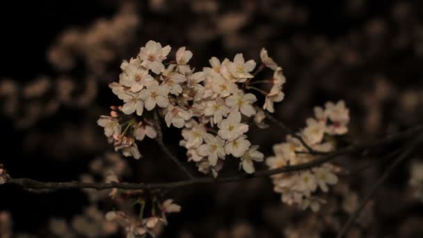 Flor Cerezo Por Noche Parque Inokashira Lugar Ciudad Tokio Cámara — Vídeos de Stock