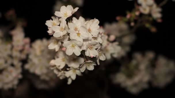 Cerisier Fleurir Nuit Parc Inokashira Est Emplacement Ville Tokyo Appareil — Video