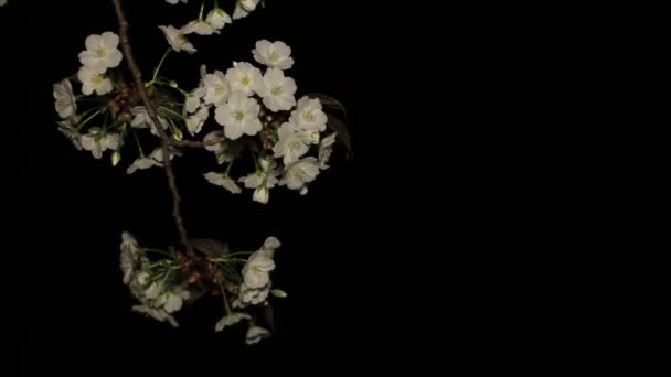 Flor Cerezo Por Noche Parque Inokashira Lugar Ciudad Tokio Cámara — Vídeo de stock