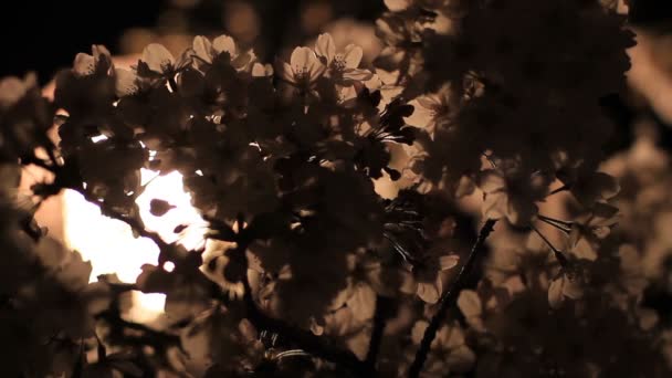 Fiori Ciliegio Notte Parco Inokashira Una Posizione Della Città Tokyo — Video Stock