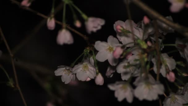Kersenbloesem Nacht Inokashira Park Its Een Locatie Tokio Camera Canon — Stockvideo