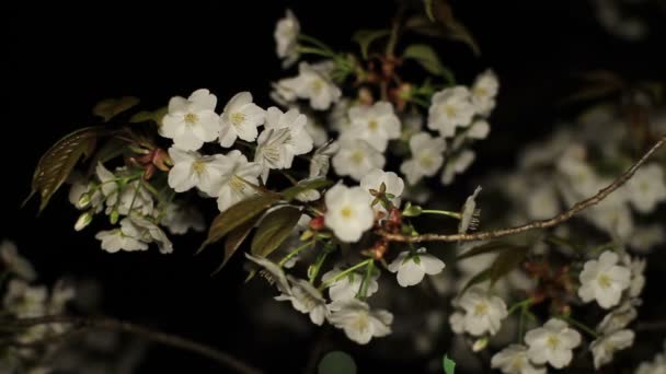 夜の井の頭公園の桜 東京の市内に位置 カメラ キヤノン Eos — ストック動画