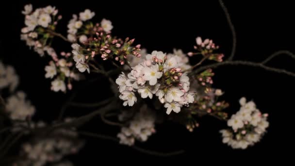 Flor Cerezo Por Noche Parque Inokashira Lugar Ciudad Tokio Cámara — Vídeo de stock