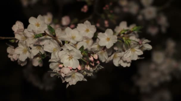 Flor Cerezo Por Noche Parque Inokashira Lugar Ciudad Tokio Cámara — Vídeo de stock