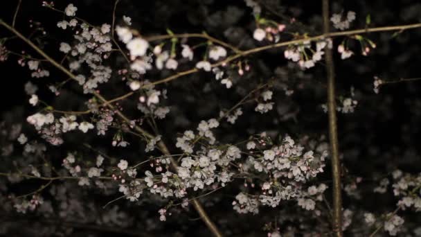 Kersenbloesem Nacht Inokashira Park Its Een Locatie Tokio Camera Canon — Stockvideo