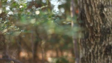  Tachikawa Park orman / onun Tokyo doğa konum. fotoğraf makinesi: Canon Eos 7d