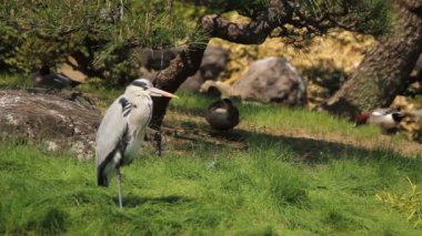Heron kapatmak Kiyosumi Shirakawa ateş / onun Tokyo geleneksel bir parkta. fotoğraf makinesi: Canon Eos 7d