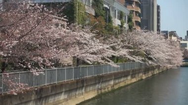 Cherry blossom Kiyosumi Shirakawa nehir kenarında atış orta / onun Tokyo geleneksel bir parkta. fotoğraf makinesi: Canon Eos 7d