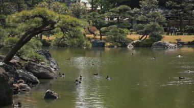 Japon bahçesi ve Kiyosumi Shirakawa gölde. / Onun Tokyo geleneksel bir parkta. fotoğraf makinesi: Canon Eos 7d