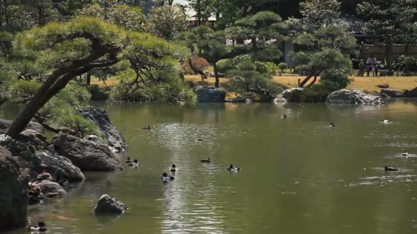 Японский Сад Озеро Киёсуми Сиракава Традиционный Парк Токио Камера Canon — стоковое видео
