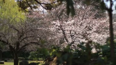 Kiyosumi Shirakawa, kiraz çiçeği / onun Tokyo geleneksel bir parkta. fotoğraf makinesi: Canon Eos 7d