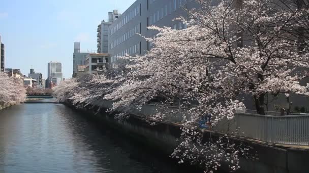 Flor Cerejeira Perto Rio Kiyosumi Shirakawa Parque Tradicional Tóquio Câmera — Vídeo de Stock