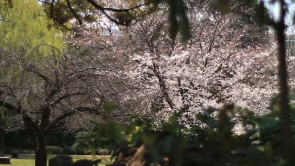 Kiyosumi Shirakawa Kiraz Çiçeği Onun Tokyo Geleneksel Bir Parkta Fotoğraf — Stok video