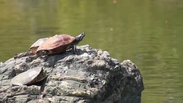 龟在岩石长的射击在清澄庭院或它一个传统公园在东京 摄像头 Eos — 图库视频影像