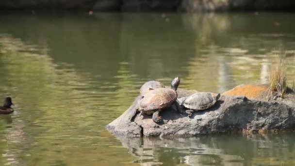 清澄庭園でロック ロング ショットの浅いフォーカスのカメ 東京にある伝統的な公園 カメラ キヤノン Eos — ストック動画