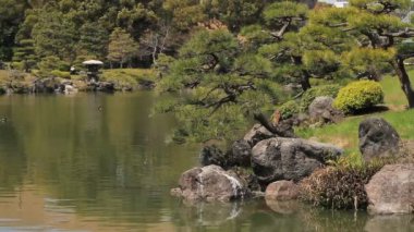 Mini çam ağacı uzun Kiyosumi Shirakawa Garden'da vurdu. / Onun Tokyo geleneksel bir parkta. fotoğraf makinesi: Canon Eos 7d