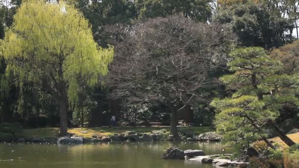 Árvores Perto Lago Jardim Kiyosumi Parque Tradicional Tóquio Câmera Canon — Vídeo de Stock