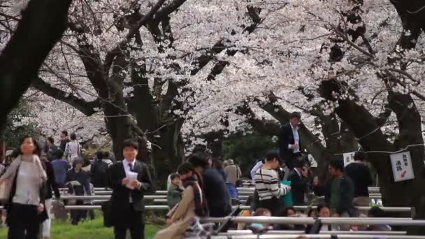 Tokyo Kiraz Çiçeği Onun Tokyo Bir Kiraz Çiçeği Fotoğraf Makinesi — Stok video