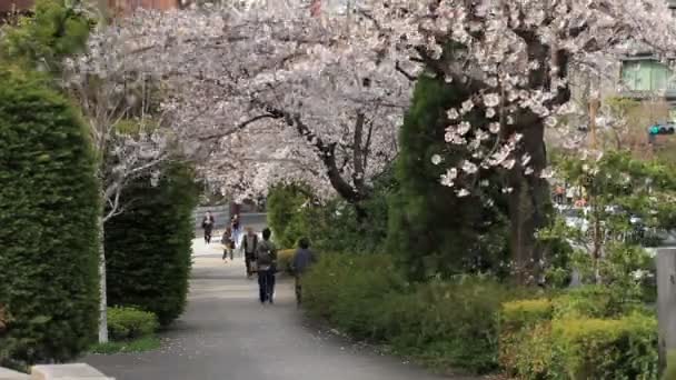 Cherry Blossom Tokióban Cseresznyevirág Tokióban Fényképezőgép Canon Eos — Stock videók